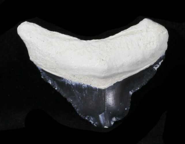 Bone Valley Megalodon Tooth #32630